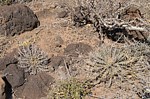 Euphorbia kalisana Marsabit severne 16km GPS173 o 2km dale Kenya 2014_0836.jpg